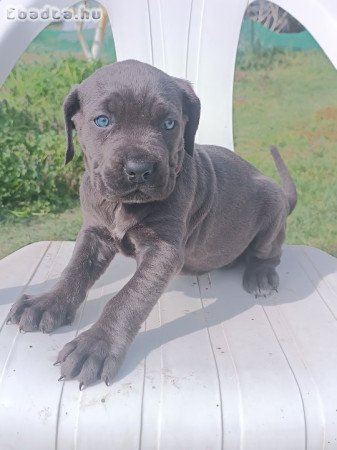 Cane corso kiskutyák eladók