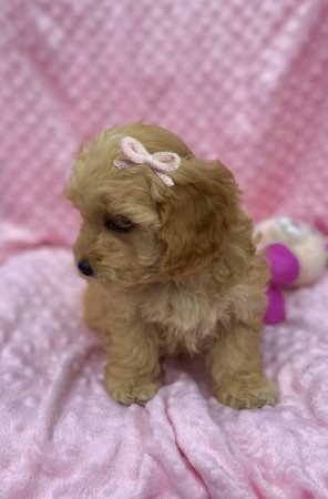 Maltipoo