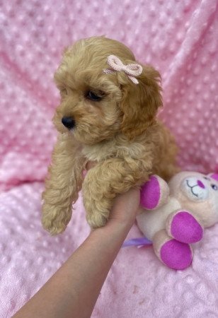 Maltipoo