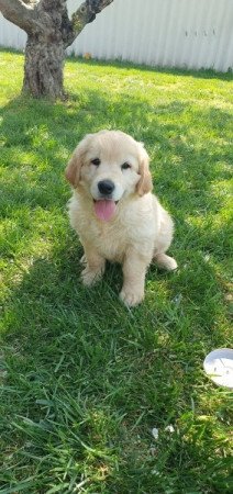 Golden retriever