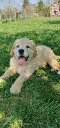 Golden retriever