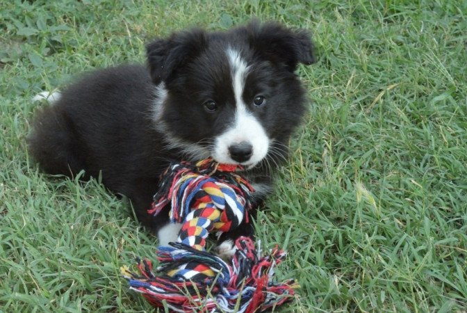 Border Collie