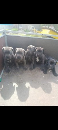 Cane corso