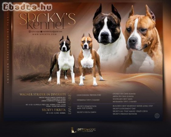 American Staffordshire terrier