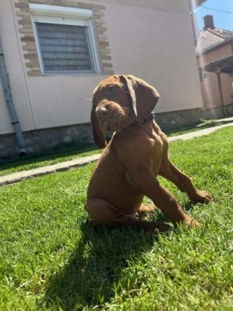 Magyar vizsla