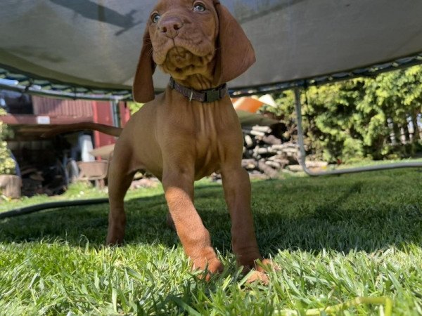 Magyar vizsla