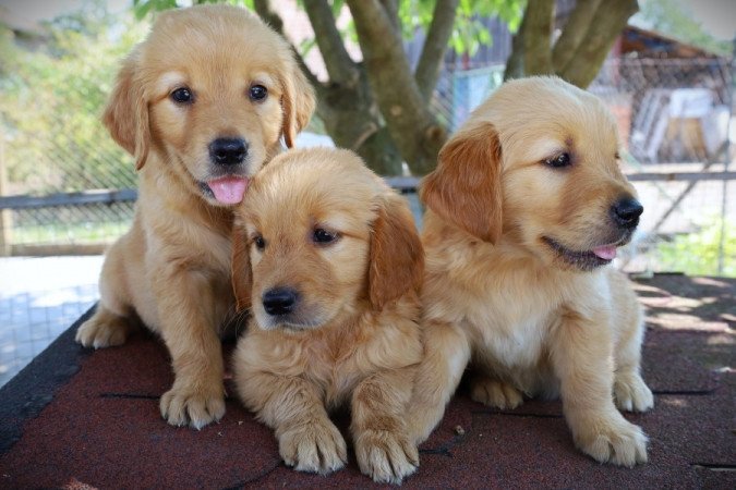 Golden Retriever