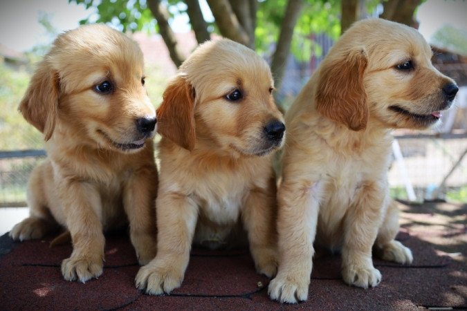 Golden Retriever