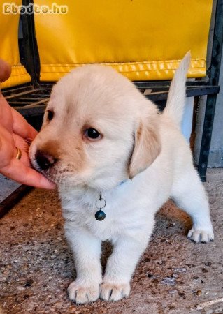 Gyönyörű labrador kiskutyák gazdit keresnek
