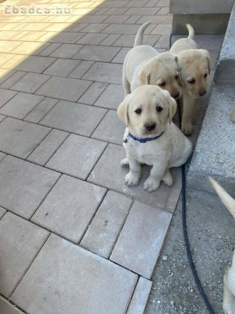 Gyönyörű labrador kiskutyák gazdit keresnek