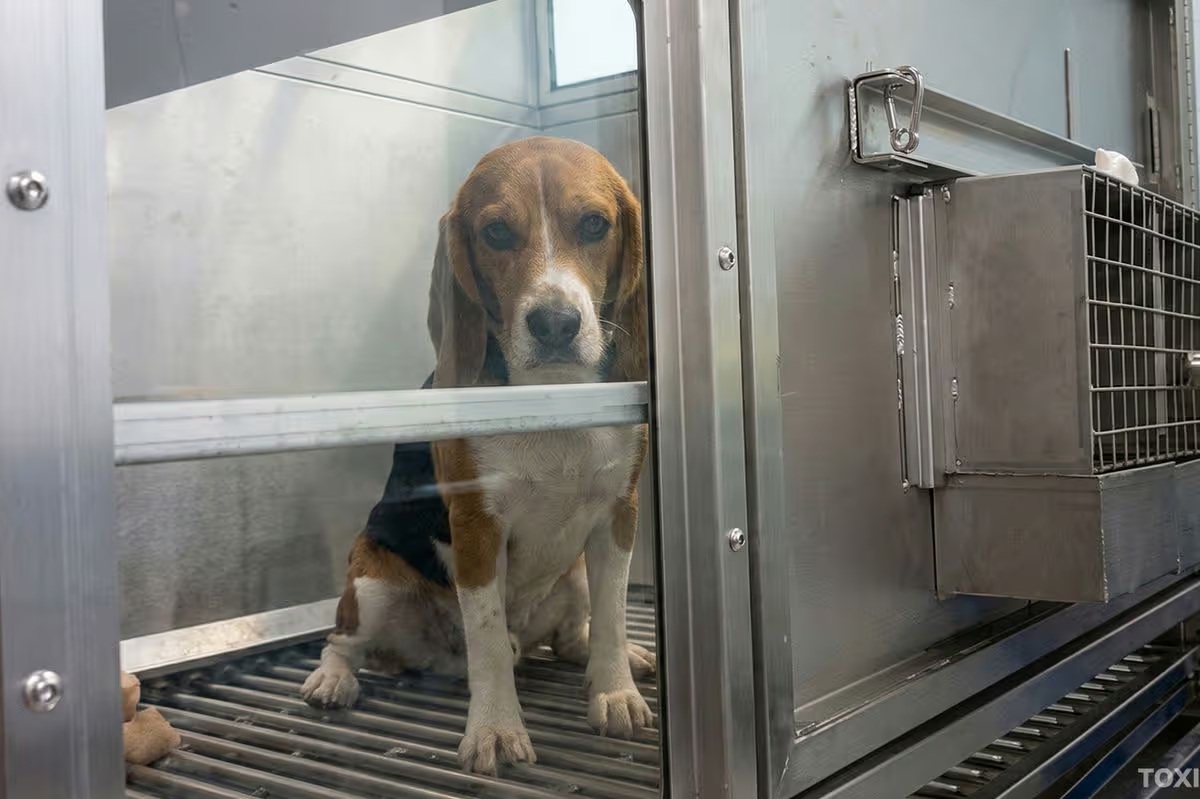 Állatkísérletek sokkoló képei szenvedő kutyák és állatok