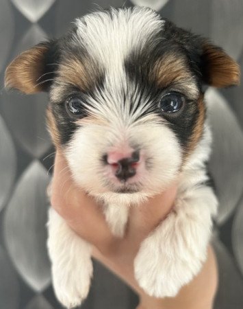 Biewer yorki