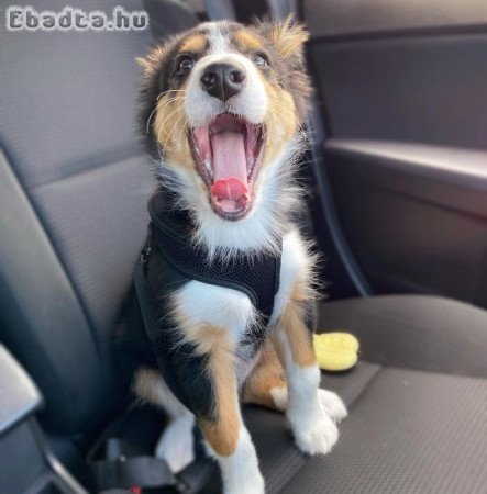 Border collie kölykök
