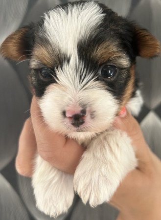 Biewer yorki
