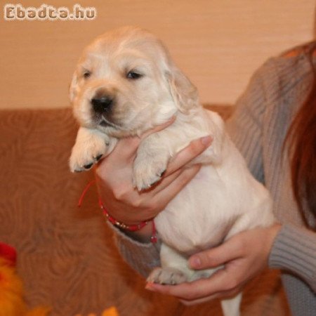 Golden retriever puppy