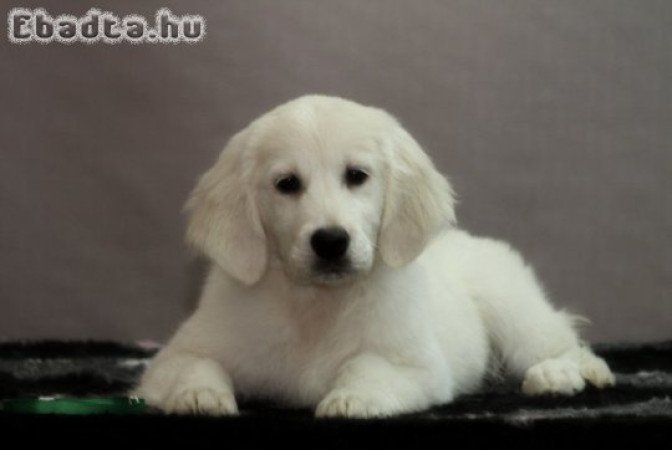 Golden retriever puppy