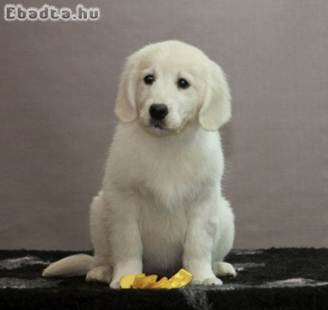 Golden retriever puppy
