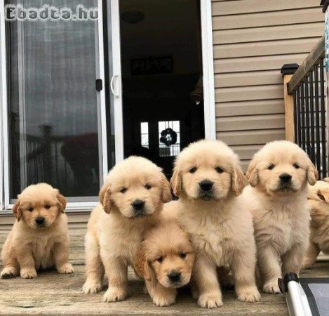 Golden retriever puppy