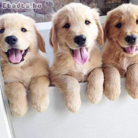 Golden retriever puppy