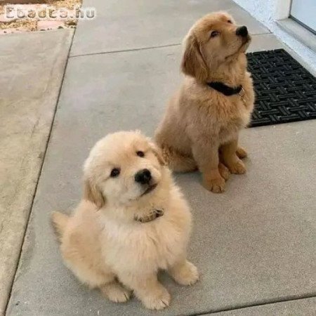 Golden retriever puppy
