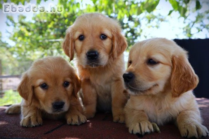 Arany színű golden retriever