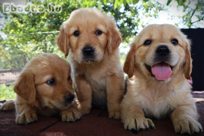 Arany színű golden retriever