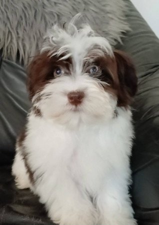bichon havanese