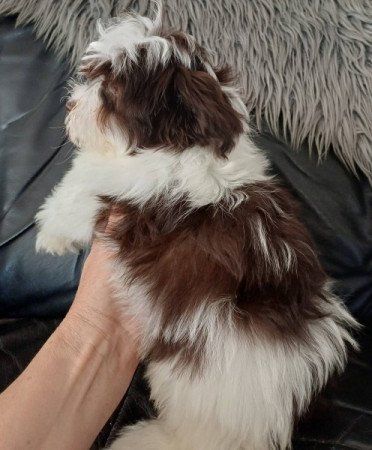 bichon havanese