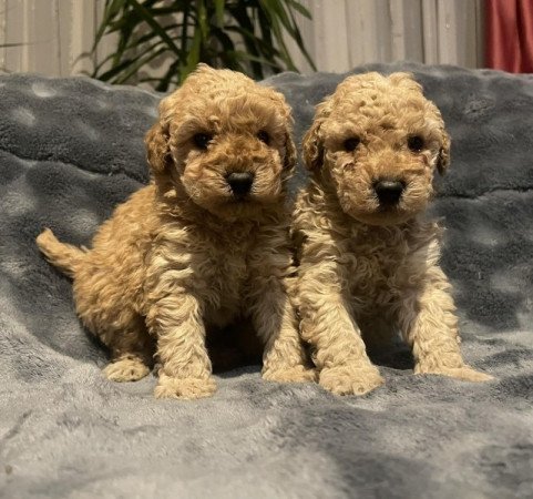 Toy uszkár