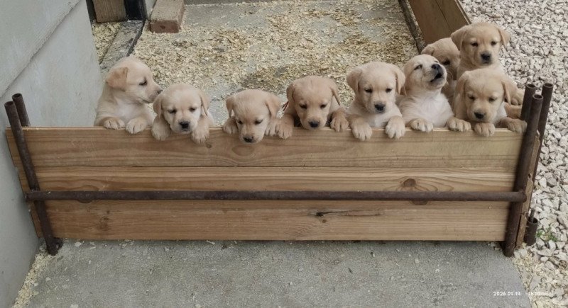 Labrador
