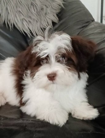 bichon havanese