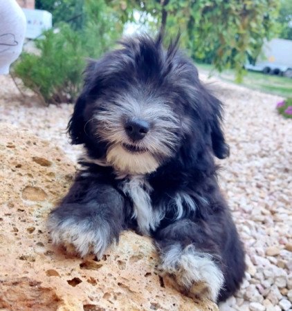 Bichon Havanese