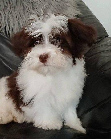 bichon havanese