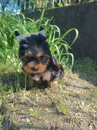 Yorkshire terrier