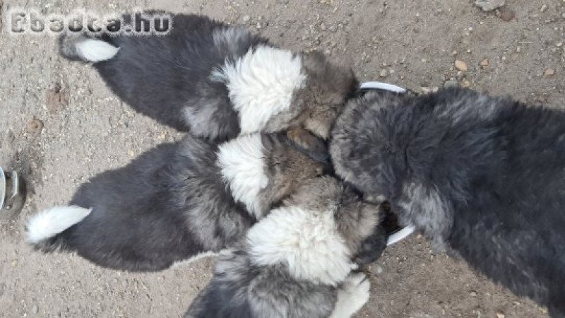 Kaukázusi juhász jellegű kiskutya