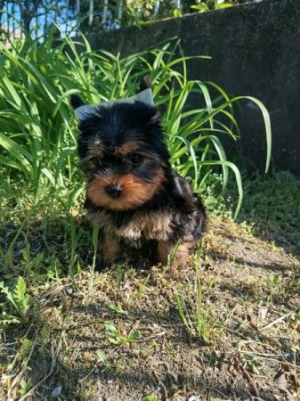 Yorkshire terrier