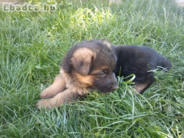 Német juhász kölyökkutya eladó