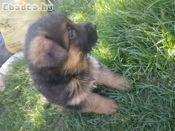 Német juhász kölyökkutya eladó