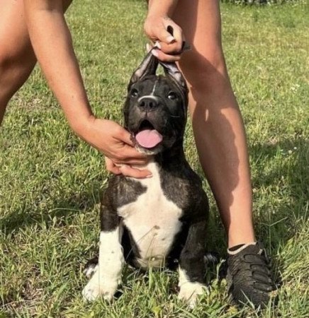 Argentin Dog x Cane Corso