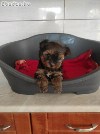 Yorki pici fiúk