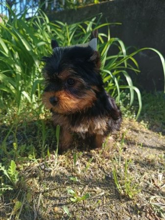 Yorkshire terrier