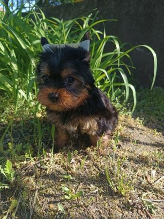 Yorkshire terrier