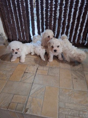 Bichon Bolognesse