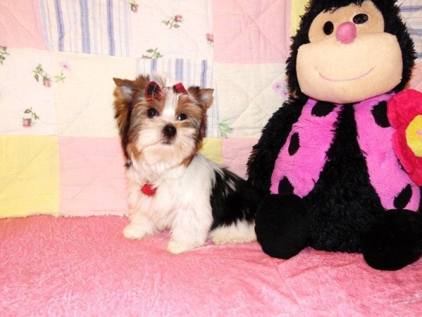 Biewer Yorkshire Terrier Yorki