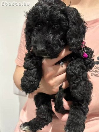Pure breed poodle 🐩 puppies 🐶 for sale
