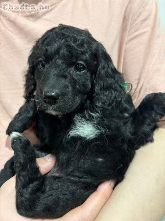 Pure breed poodle 🐩 puppies 🐶 for sale