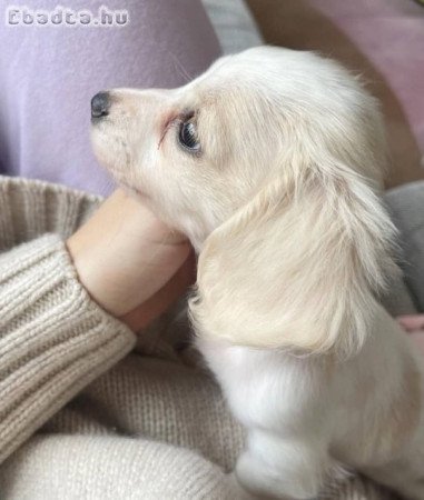 Dachshund puppies for adoption