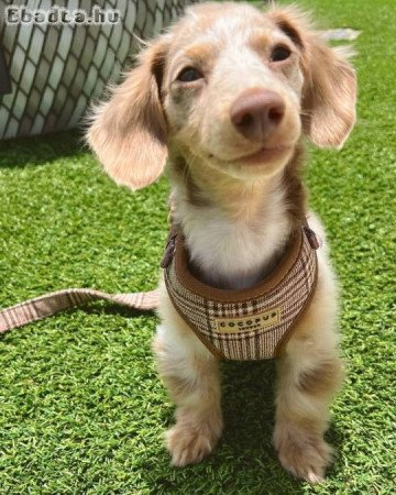 Dachshund puppies for adoption