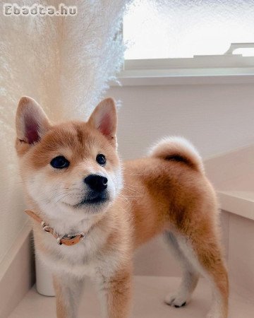 Kedves Shiba inu kölykeink vannak