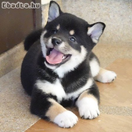 Akita kölykök